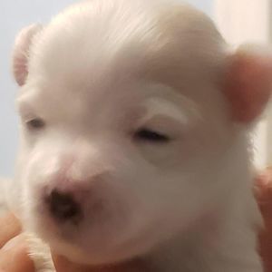 Meet your Posher, Thayla